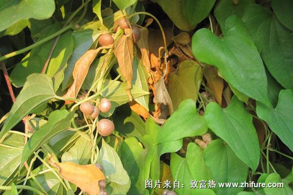 山药豆怎么种