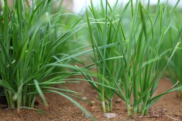 韭菜夏秋季种植注意事项