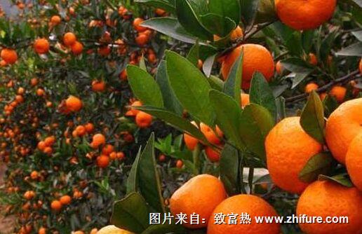 柑橘树的四季修剪技术，怎么修剪柑橘枝叶？ 
