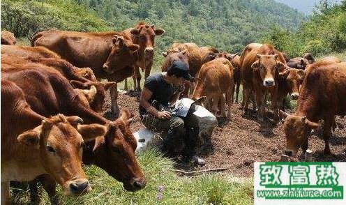 一个月一头牛的饲养成本以及饲养技术