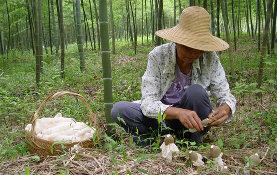 2017种植竹荪的前景和市场价格行情