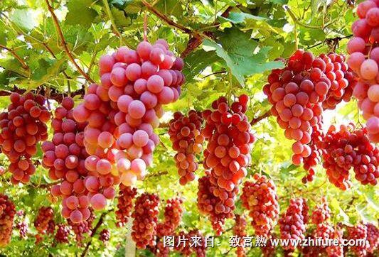 为什么种的葡萄不甜？