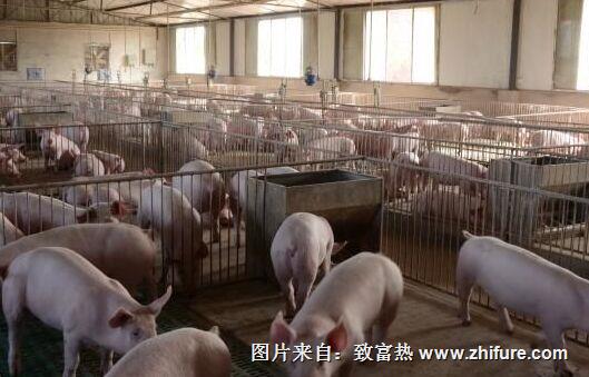 怎么做好畜禽养殖的污染防治工作呢？ 