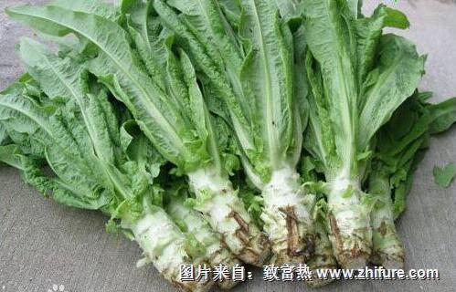 莴笋的栽培技术