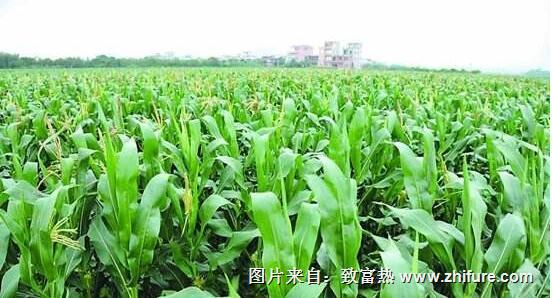 山西省：将农民普通玉米种植面积调减五分之一