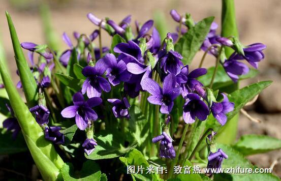 紫花地丁种植新技术