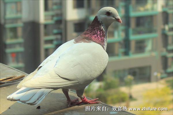 鸽子怎么分公母？