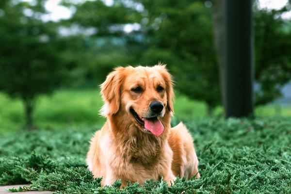 金毛犬价格多少钱一只？