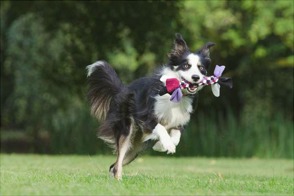 边境牧羊犬图片