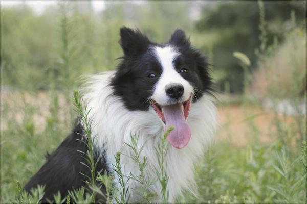 边境牧羊犬价格多少钱一只？