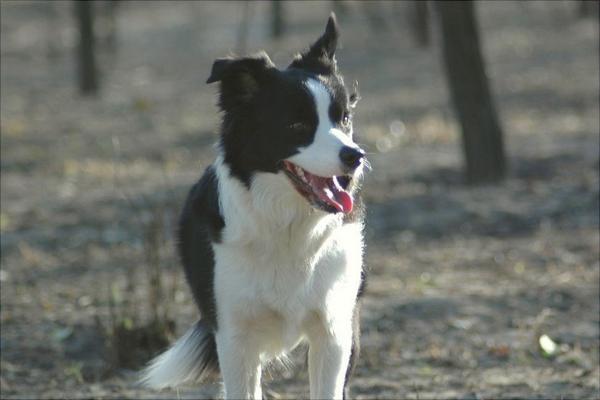 边境牧羊犬价格多少钱一只？