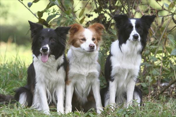 边境牧羊犬价格多少钱一只？