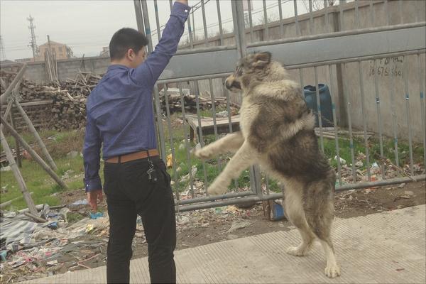 高加索犬图片