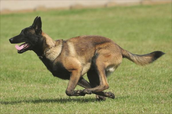 马犬价格多少钱一只？