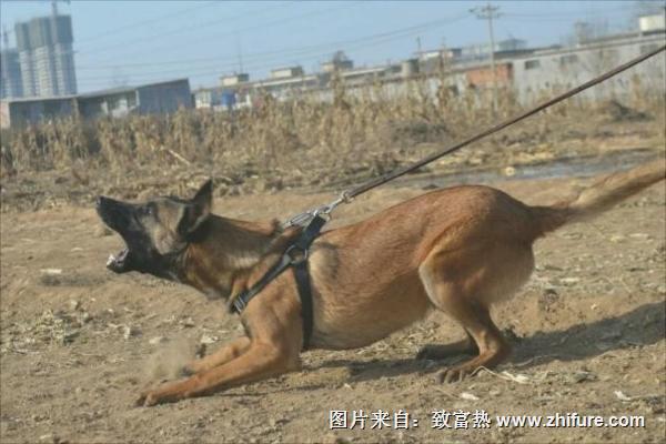 马犬为什么喜欢咬主人？