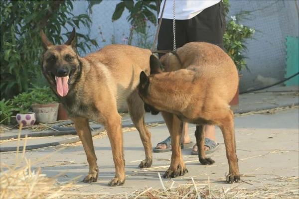 马犬怎么看纯不纯种？