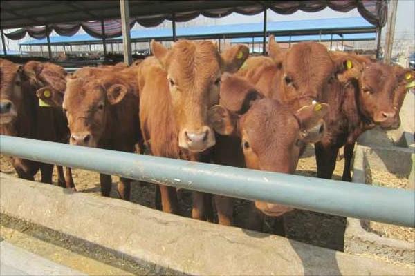 肉牛育肥饲料配方及配制方法