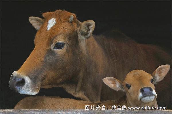 黄牛养殖技术