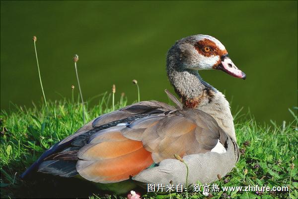 野鸭怎么抓？