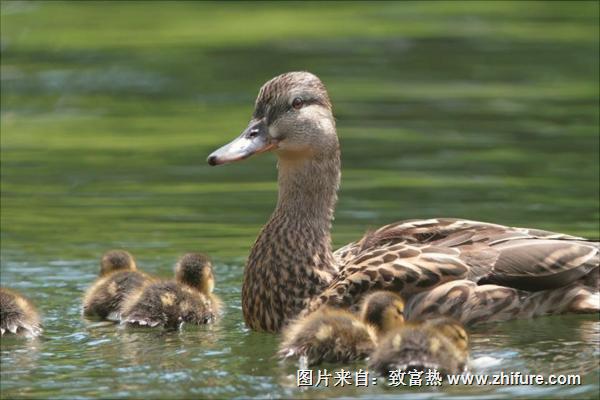 怎么养蛋鸭？