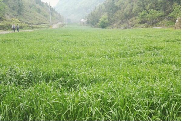 黑麦草什么时候种？怎样种植黑麦草？