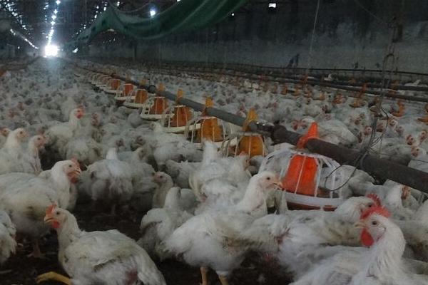 肉鸡喂什么增重快？