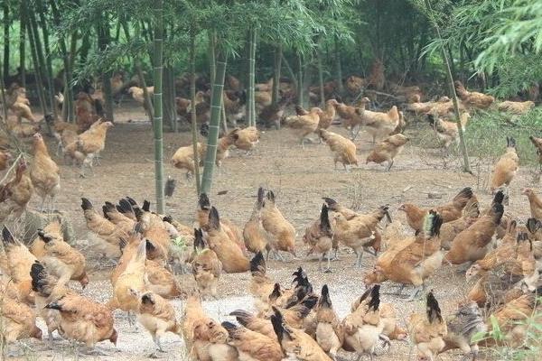 肉鸡喂什么增重快？