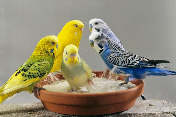 虎皮鹦鹉会说话吗？