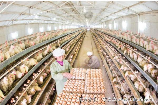 蛋鸡产蛋期的饲养管理方案