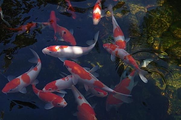 养锦鲤的水为什么浑浊？养锦鲤鱼水浑了怎么办？