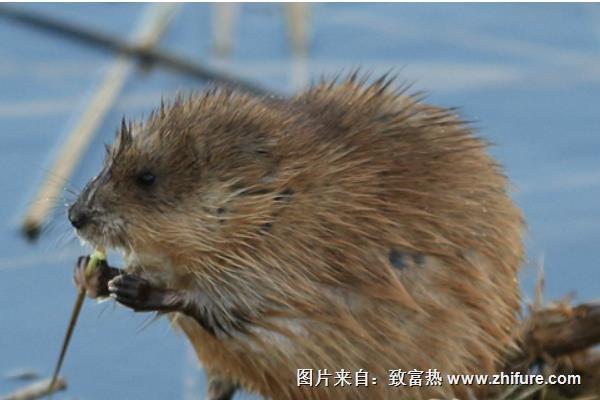 麝香鼠肉可以吃吗？