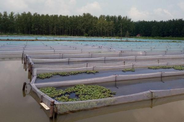 水蛭养殖池的建造图片