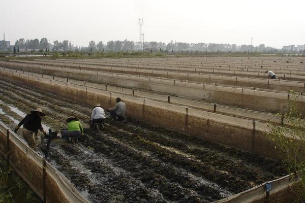 水蛭养殖池的建造图片