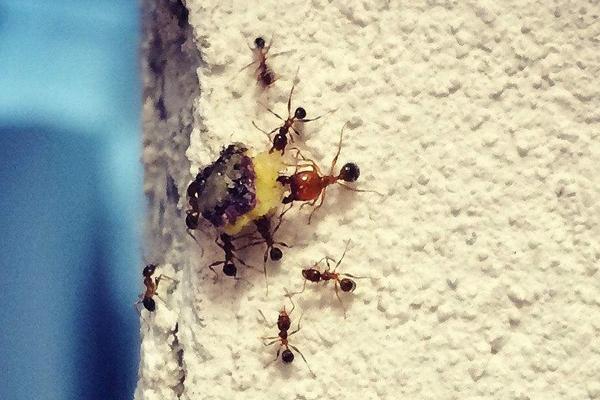 蚂蚁的天敌是什么？