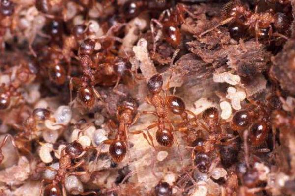 蚂蚁的天敌是什么？