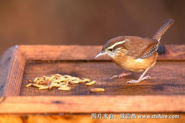 黄粉虫怎么养？