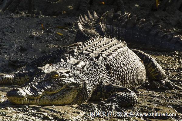 世界上最大的鳄鱼是什么？