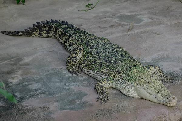 鳄鱼图片大全