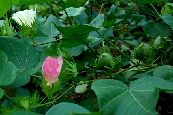 棉花花语是什么？