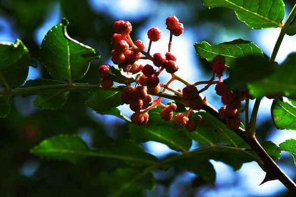 花椒树几年结果？