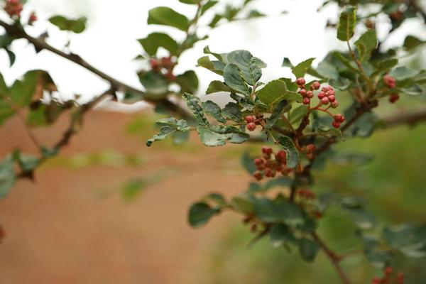 花椒树1亩地利润多少？