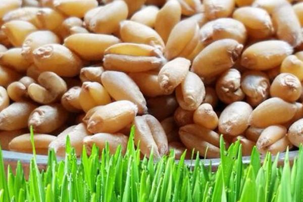 种小麦用什么肥料好？