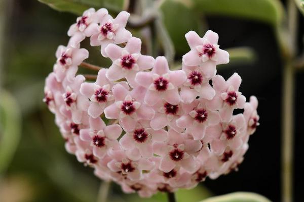 球兰花怎样搭架子