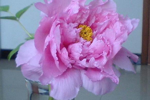 牡丹花怎么养