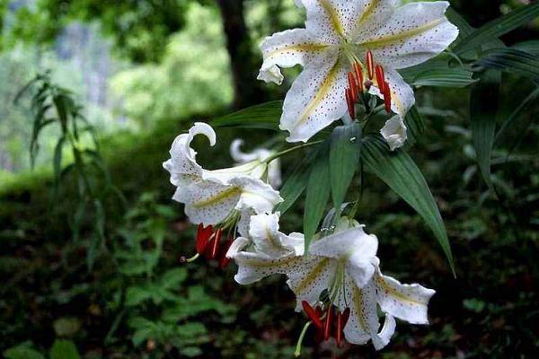 百合花图片大全