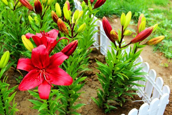 百合花什么季节种植