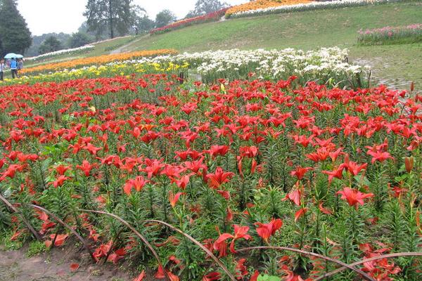 百合花什么季节种植