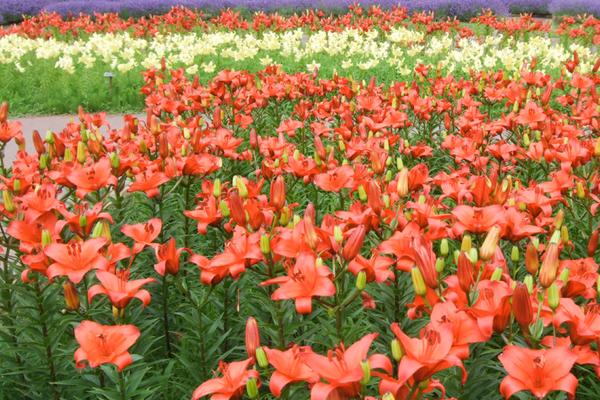 百合花什么季节种植