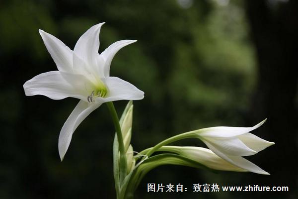 百合花对孕妇有影响吗