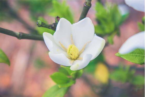 百合花有毒吗